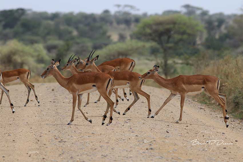 Great-Migration-Safari-Tanzania-