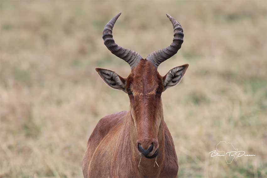 Great-Migration-Safari