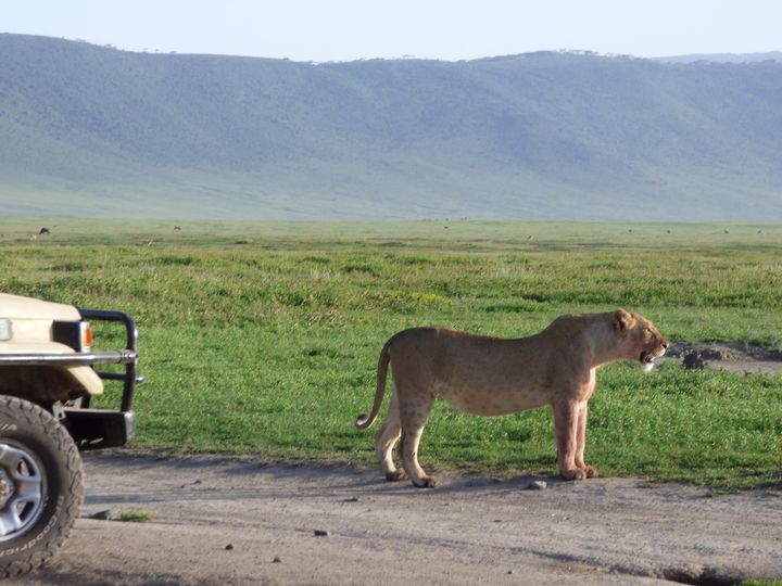 On-Safari-at-Ngorongoro-Crater