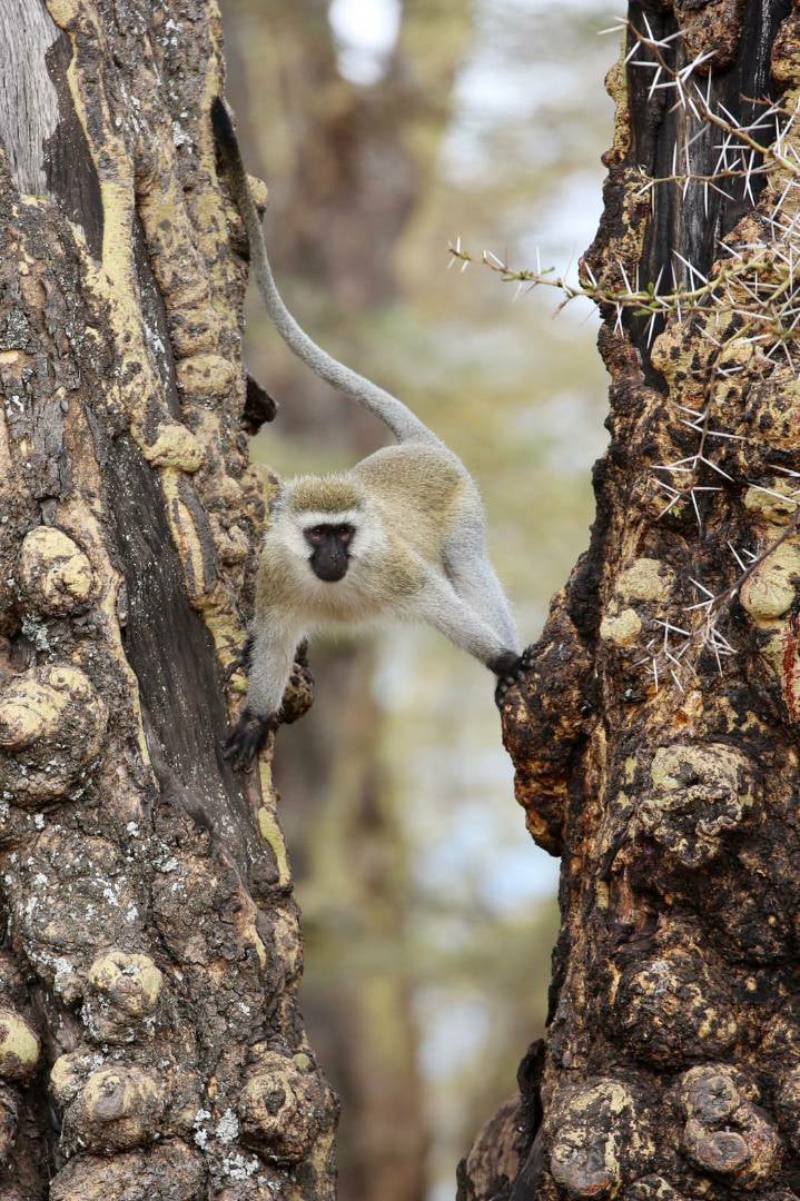 Vervet-Monkey2017