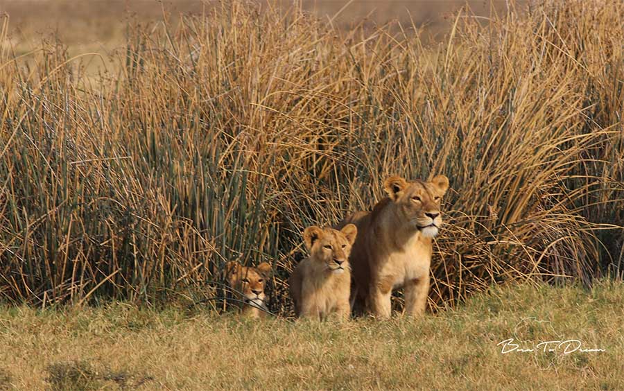 big-5-cats-lioness-lion-cubs