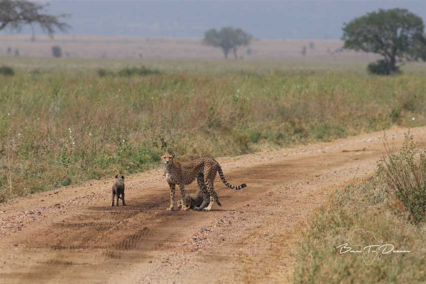 big-five-cheetah-serengeti