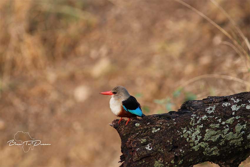 bird-watching-serengeti