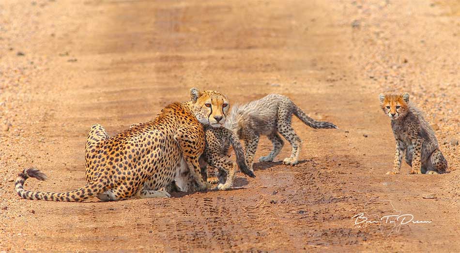 cheetah-and-cubs-safari