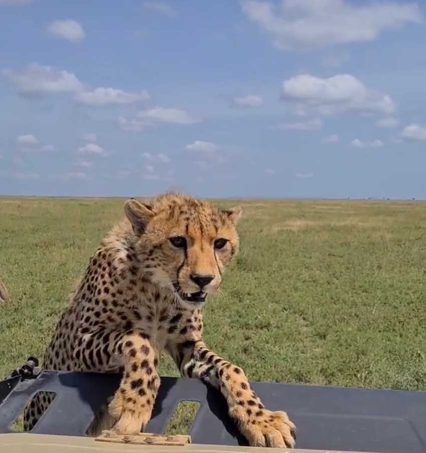 cheetah-climbing-truck