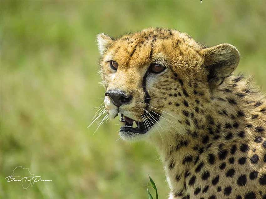 cheetah-portrait-safari