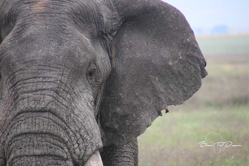 elephant-portrait-tanzania