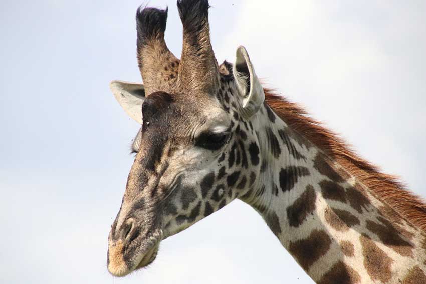 giraffe-close-up