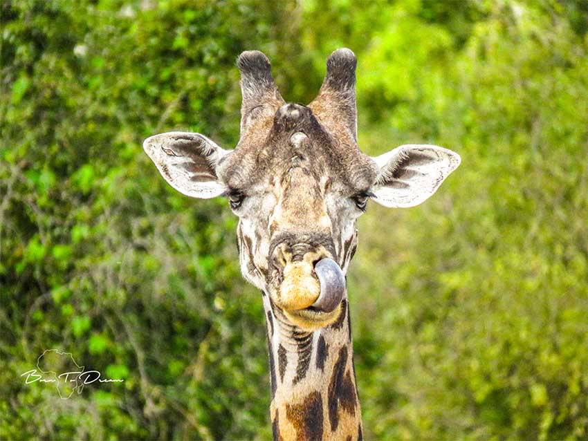 giraffe-portrait-