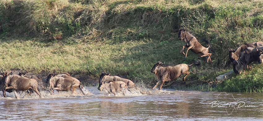 great-migraiton-wildebeest-river-crossing