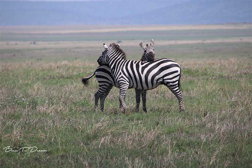 great-migration-zebras