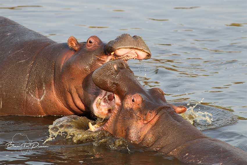 hippos-safari-big-5