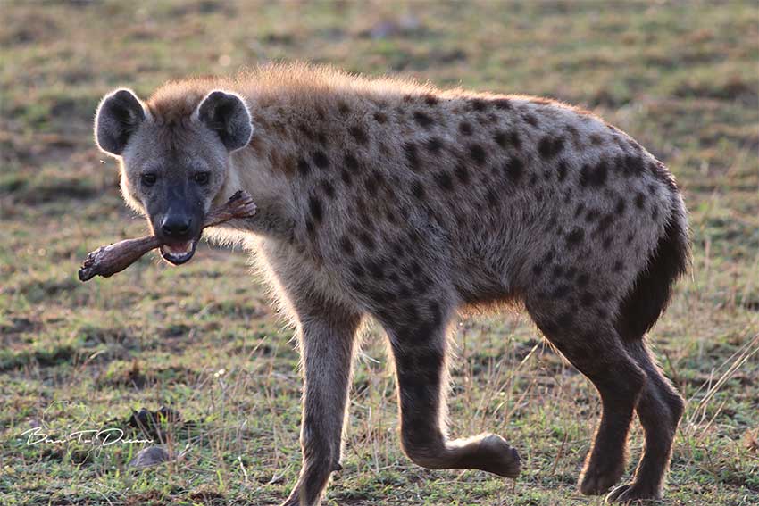 hyena-serengeti-safari