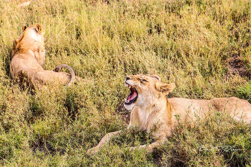 lion-cub-yawn