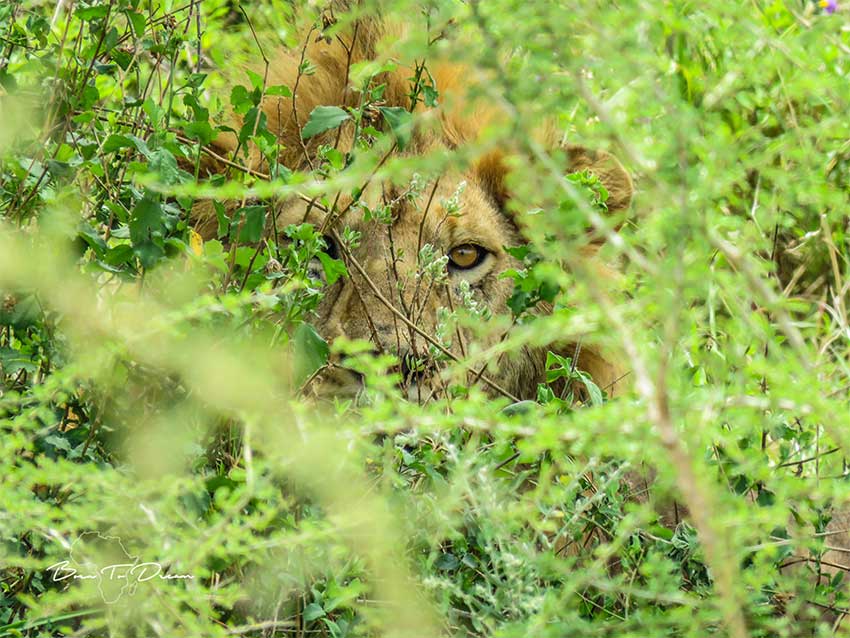 lion-in-bush-big-five