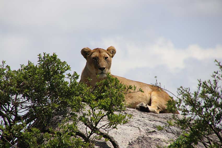 lion-king-pride-rock