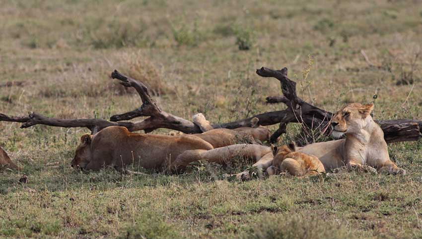 lion-pride-nursing