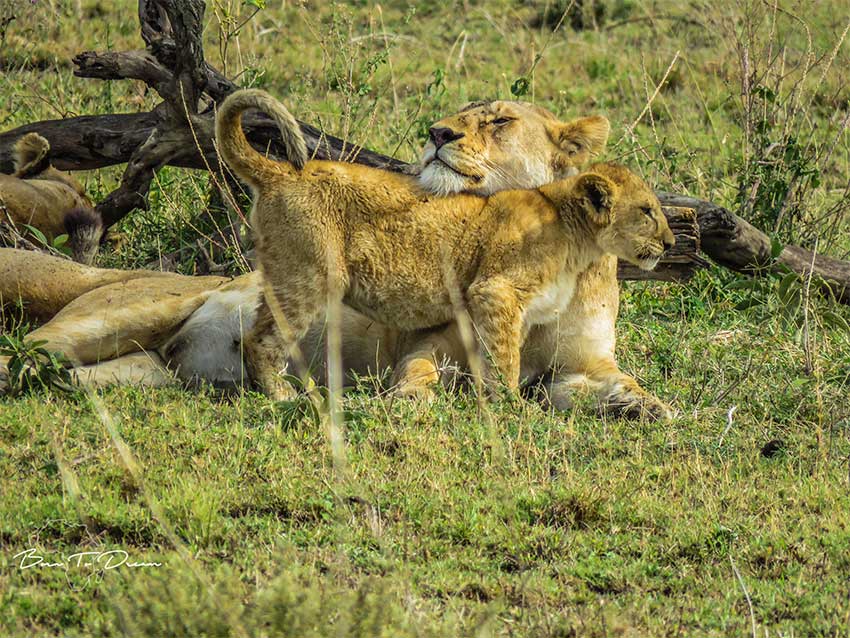 lioness-and-cub-big-5