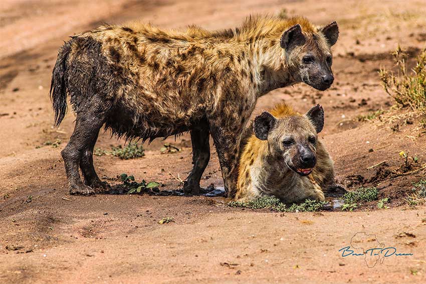 predator-safari-hyena