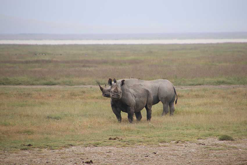 rhinos-africa