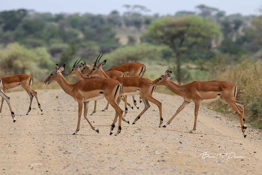 safari-crossing