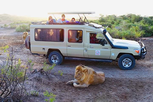 get a closeup view of lions on safari tour