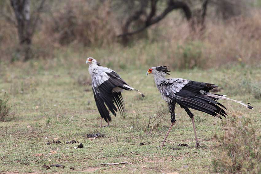 secretary-bird