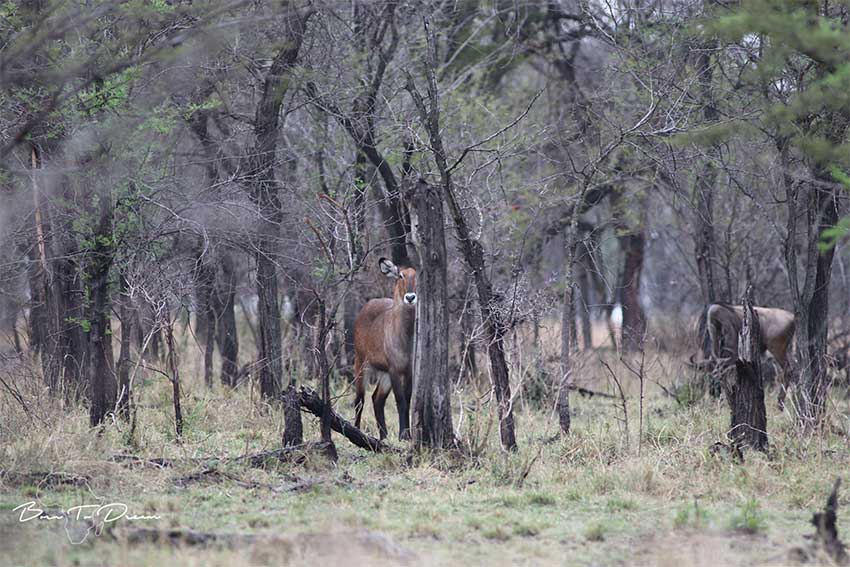 serengeti-bush-buck