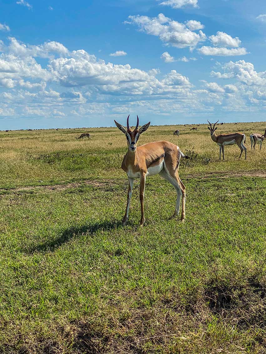 serengeti-great-migration-thompsons