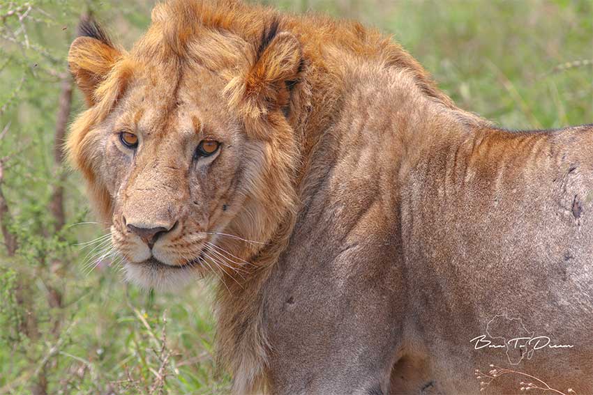 young-male-lion-safari