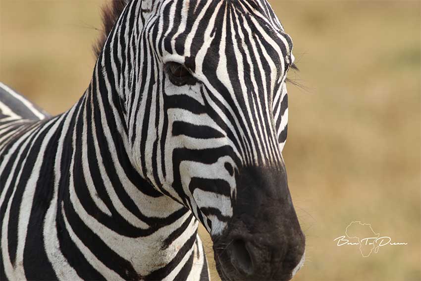 zebra-portriat-safari